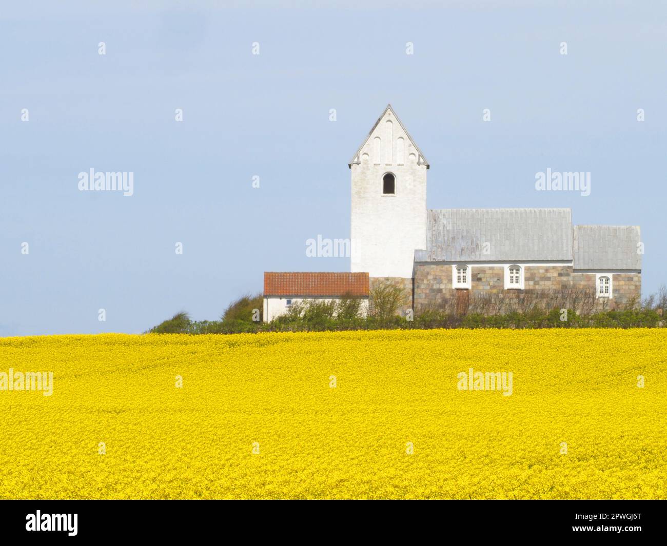 Un champ de canola jaune au soleil avec un ciel bleu et un choursin en arrière-plan. Avril 2023, Danemark. Banque D'Images