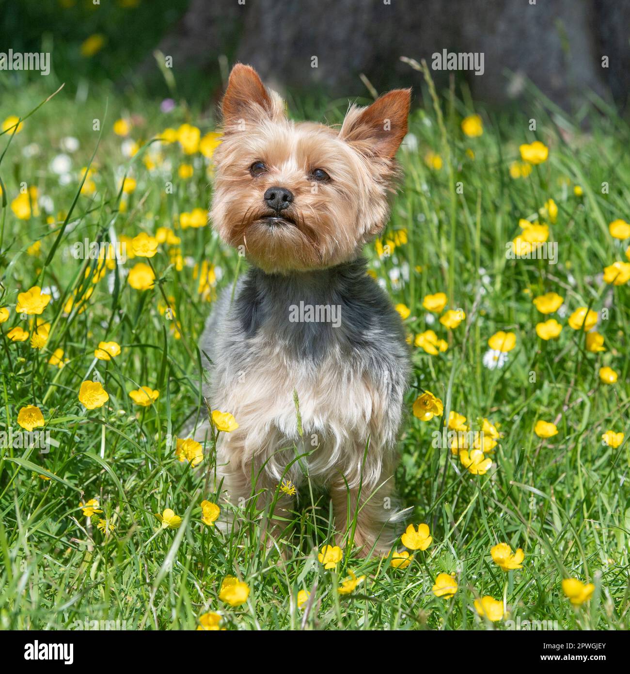 Yorkshire Terrier Banque D'Images