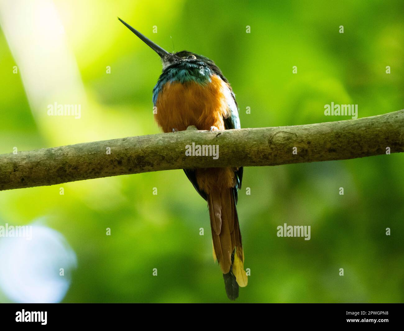 Jacamar à queue rufée (Galbula ruficauda), Parc national de Carara, Costa Rica Banque D'Images