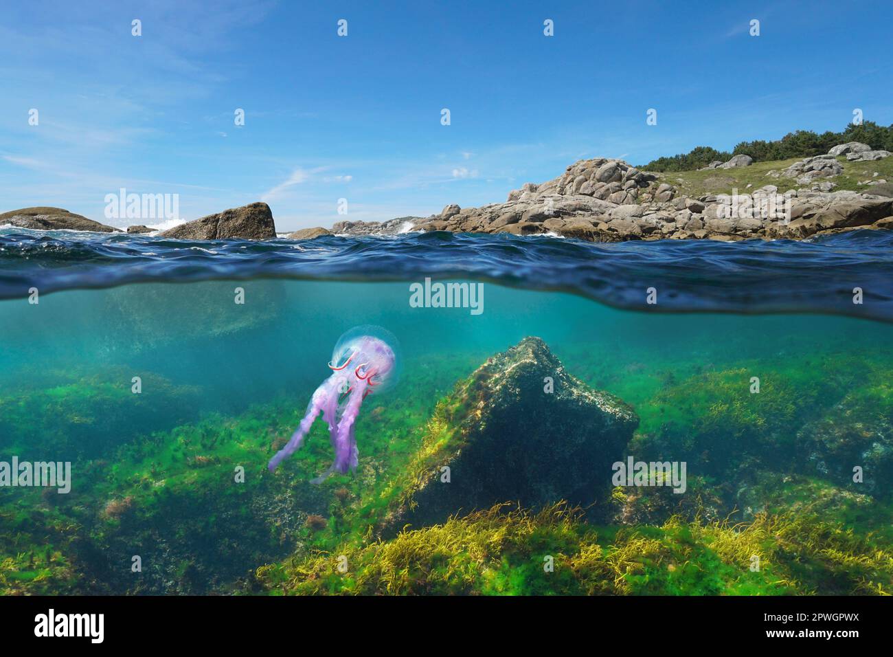 Océan Atlantique, littoral rocheux avec méduse sous l'eau (Pelagia noctiluca), Espagne, Galice, vue partagée sur et sous la surface de l'eau Banque D'Images