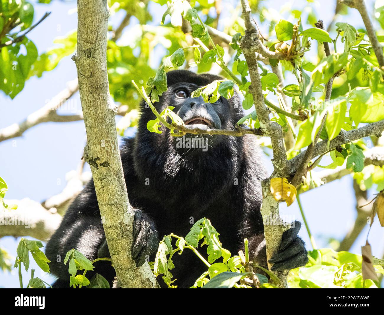 Hurler mâle (Alouatta palliata), Réserve naturelle de Cabo Blanco, Costa Rica Banque D'Images