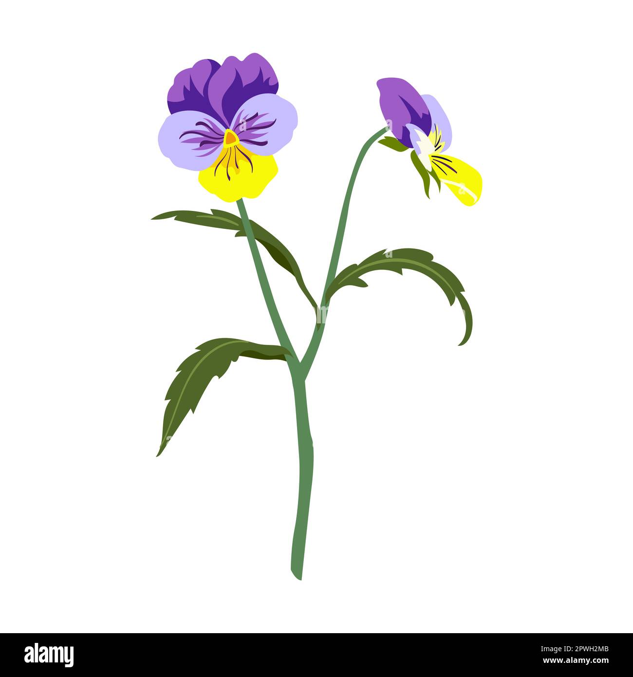 Champ coloré pansies fleur illustration vectorielle. Fleur de prairie, pissenlit jaune isolé sur fond blanc Illustration de Vecteur