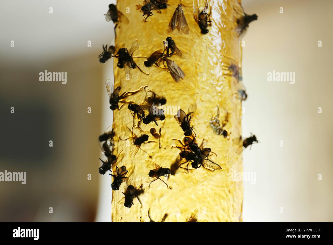 Ruban adhésif d'insecte collant avec mouches mortes sur fond flou, gros plan Banque D'Images