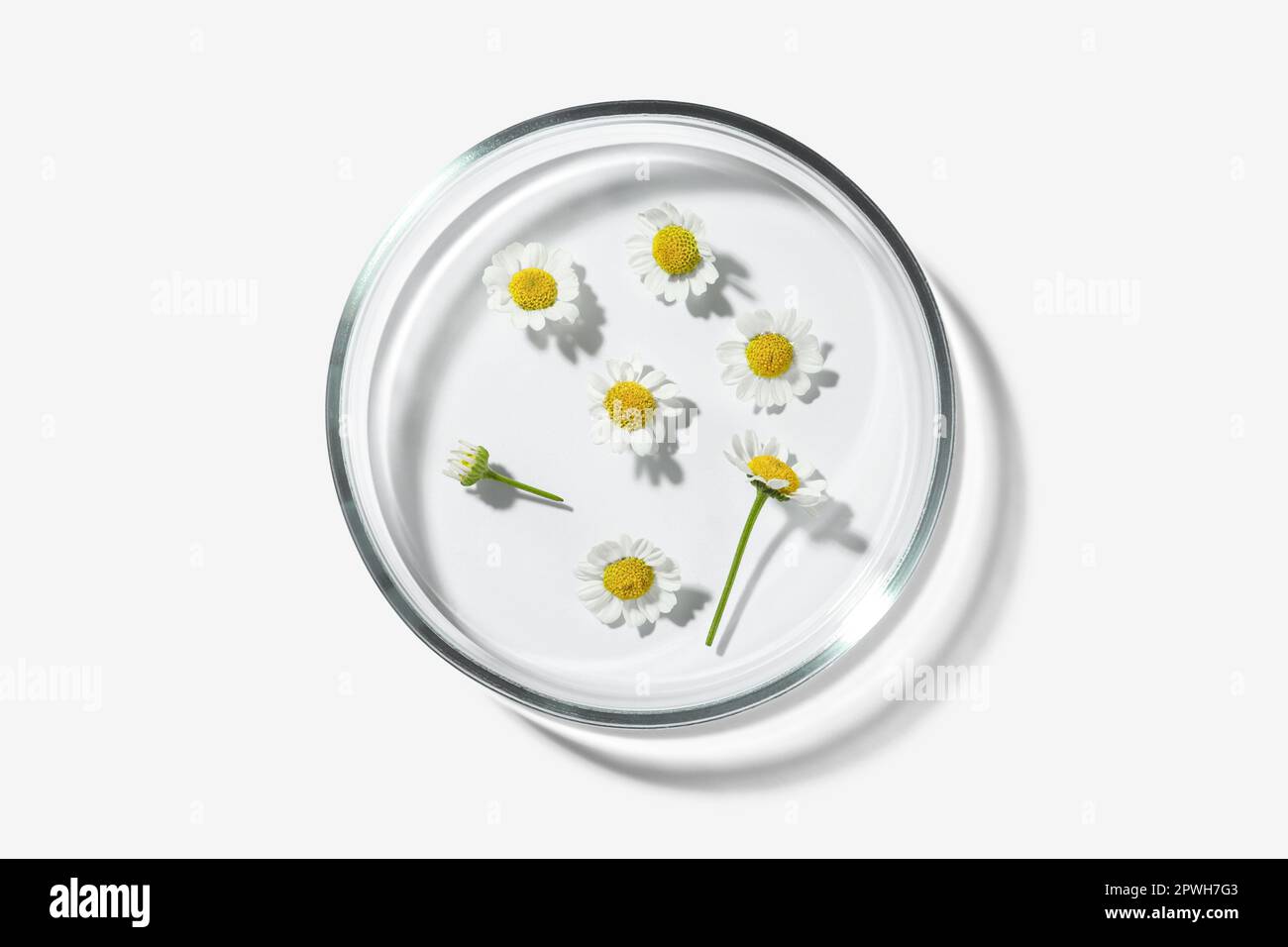 Boîte de Pétri avec fleurs de camomille sur fond blanc, vue de dessus Banque D'Images