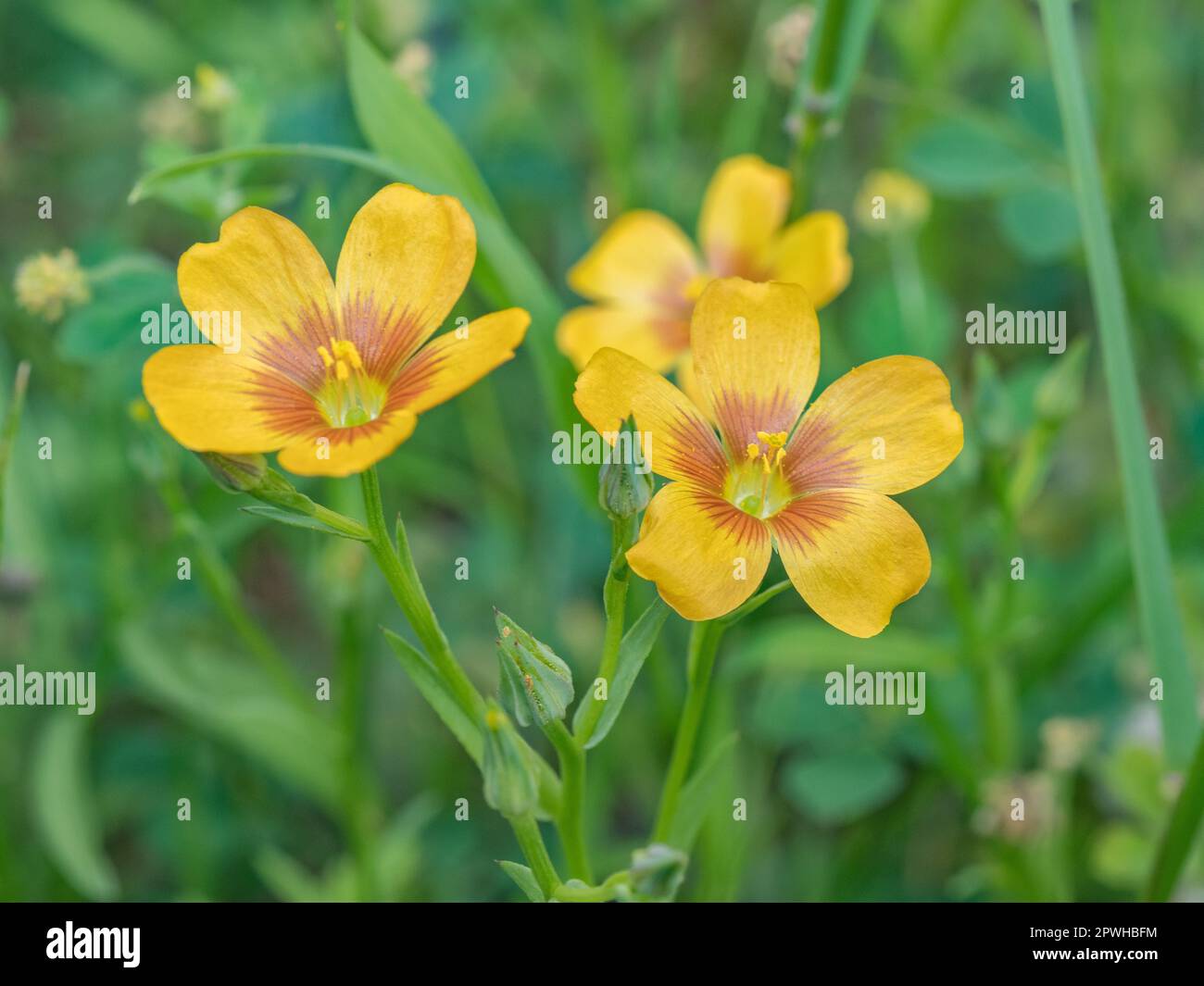 Linum imbricatum fleurit dans une prairie printanière au Texas. Banque D'Images