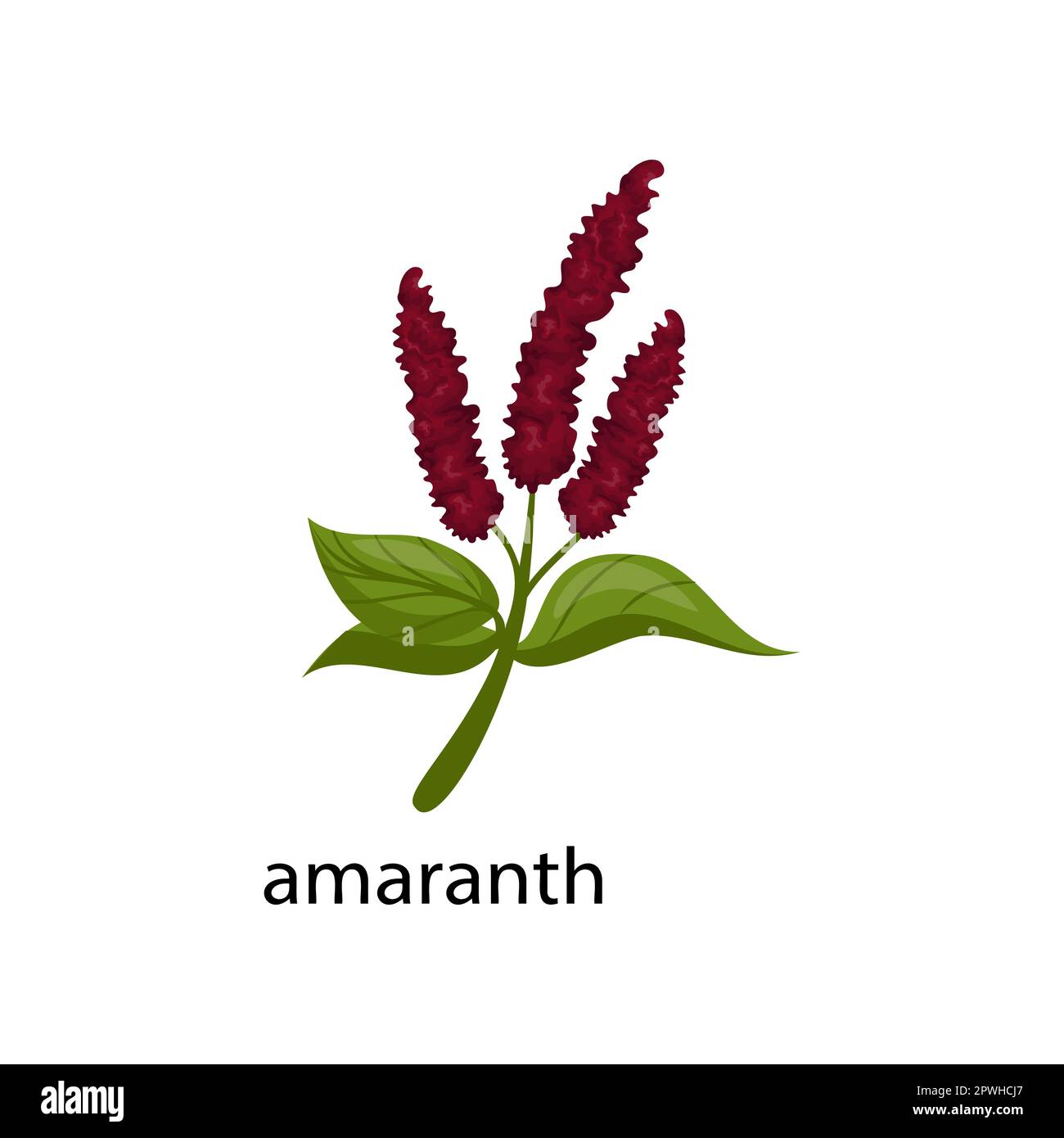 Illustration de la culture de céréales Amaranth Illustration de Vecteur