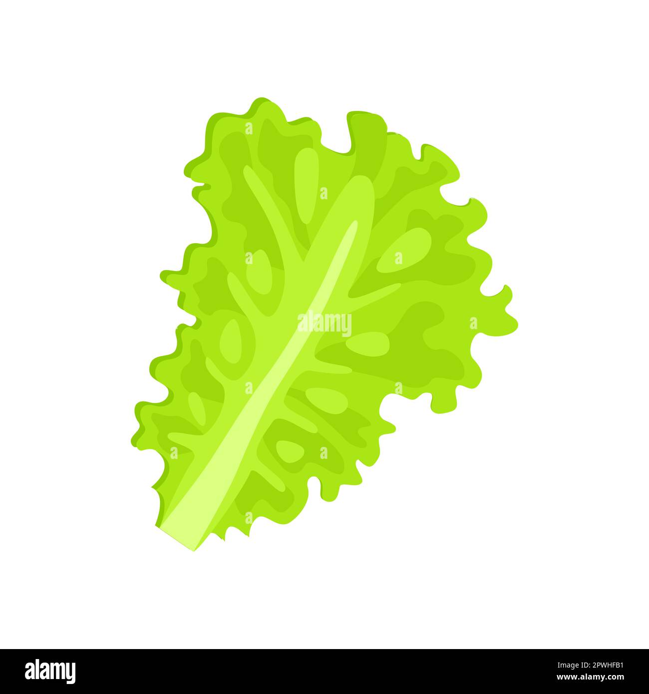 Feuille de salade verte avec illustration vecteur de vitamine C. Illustration de Vecteur