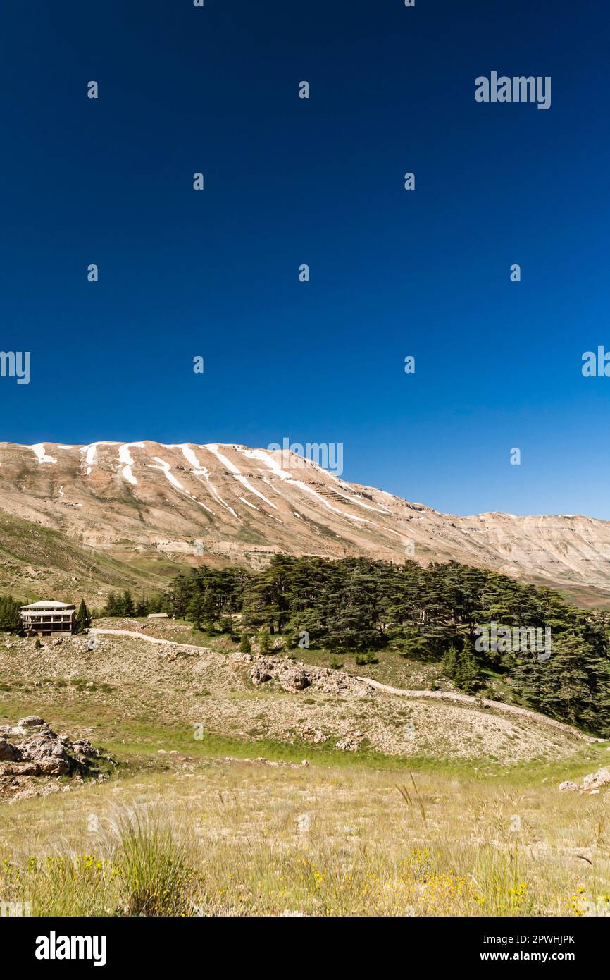 Forêt de Cèdre et Mont Liban, Cèdre du Liban, Cèdres de Dieu, vallée de Kadisha, Bsharri (Bsharre), Liban, Moyen-Orient, Asie Banque D'Images