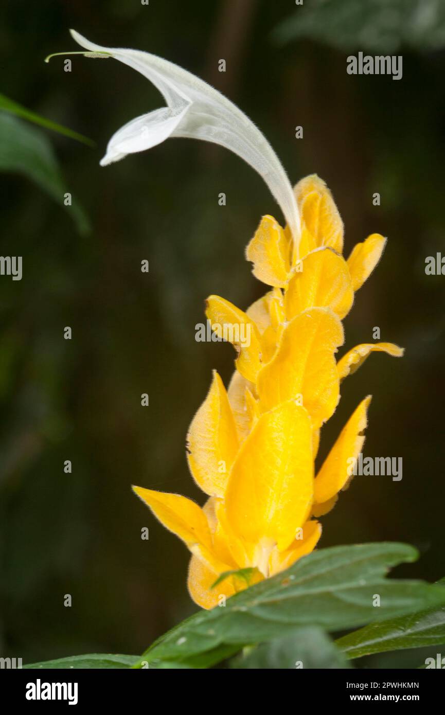 Usine de Lollipop, usine de crevettes d'or (Pachystachys lutea) Banque D'Images