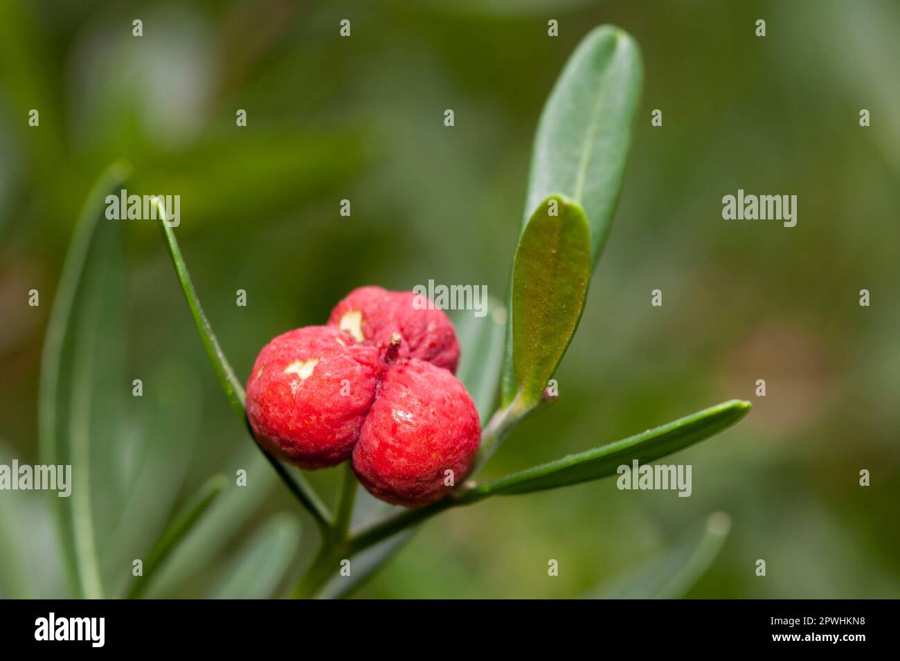 Vert olive (Cneorum tricoccon) Banque D'Images
