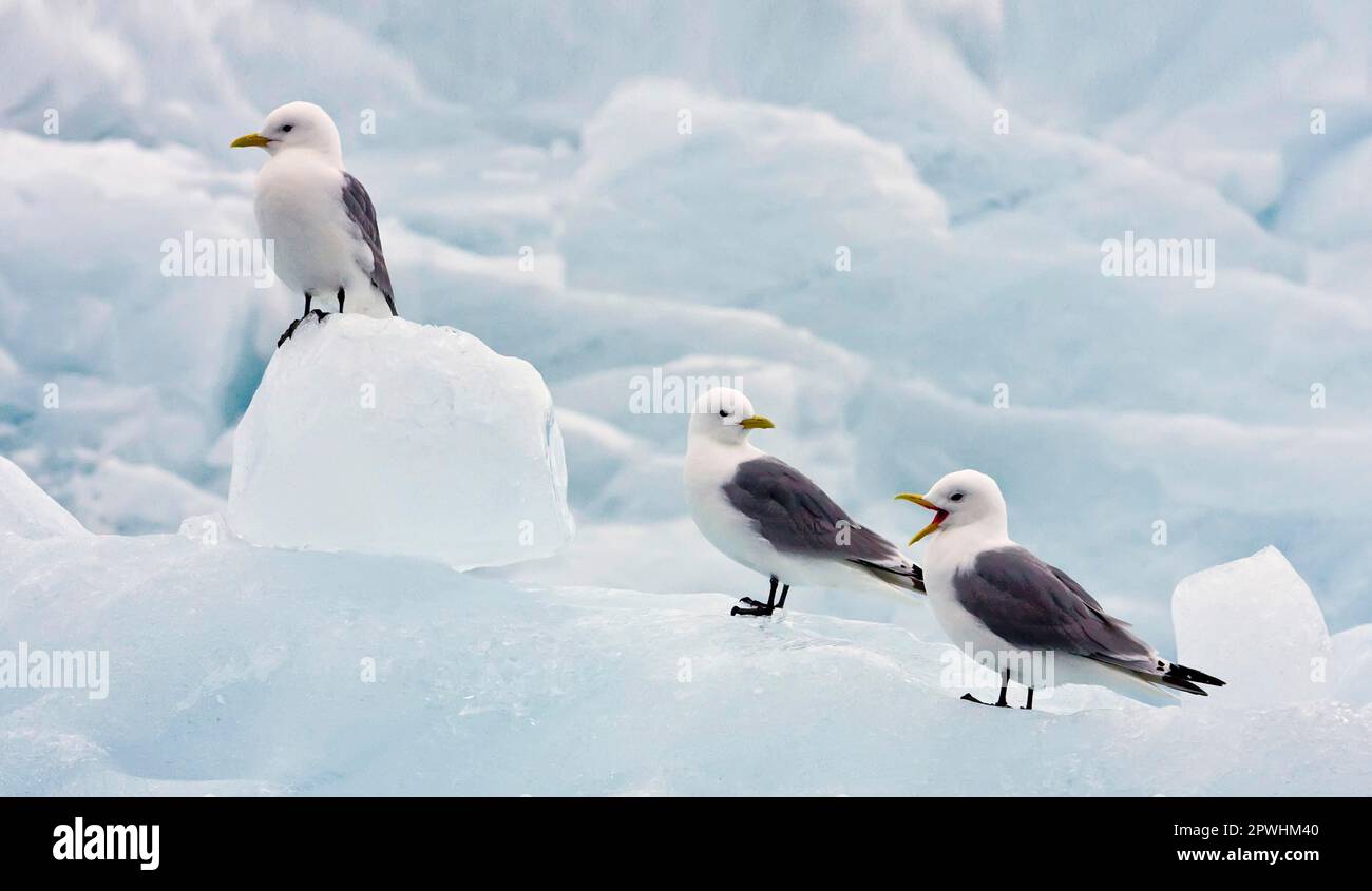 Larus tridactylus, Kittiwake à pattes noires trois adultes, debout sur l'iceberg, Svalbard, juin, Kittiwake à pattes noires trois adultes, debout Banque D'Images