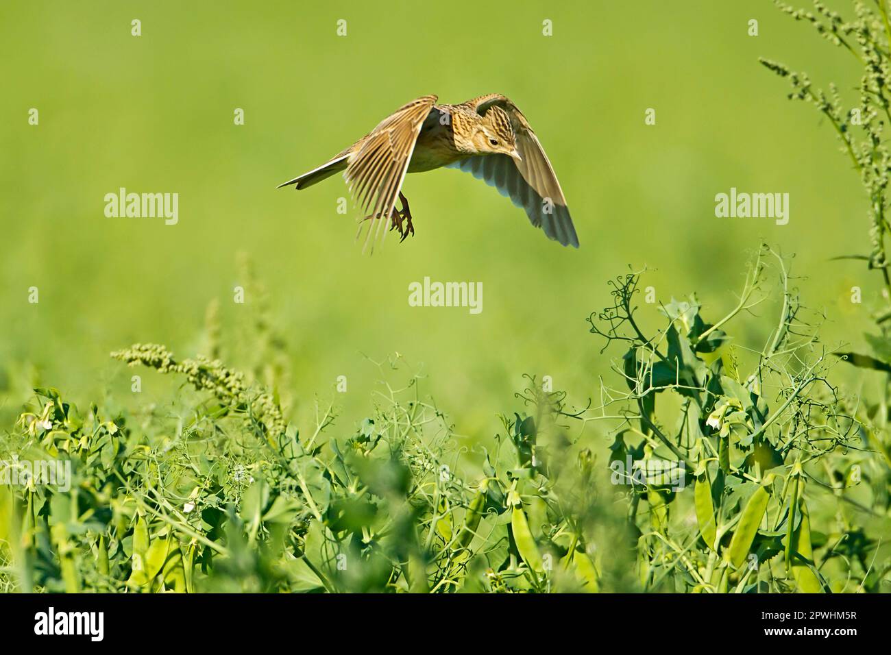 Skylark (Alauda arvensis) adulte, en vol, planant sur nid dans une culture de pois, Warwickshire, Angleterre, Royaume-Uni Banque D'Images