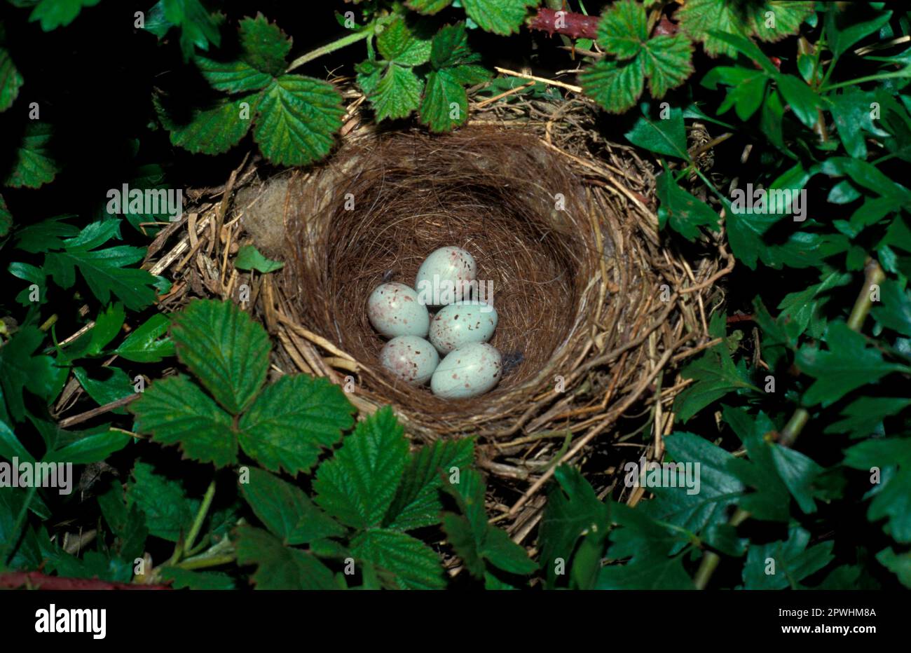 Le nid de linnet (Acanthis cannabina) niche avec cinq œufs Banque D'Images