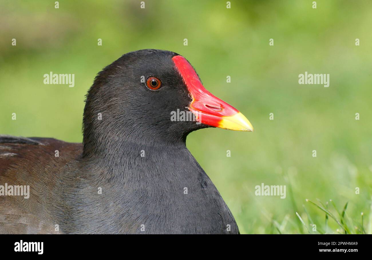Moorhen, moorhens communs (Gallinula chloropus), Moorhens à pieds verts, Rallen, animaux, oiseaux, Commun Moorhen adulte, gros plan de la tête, Warwickshire Banque D'Images