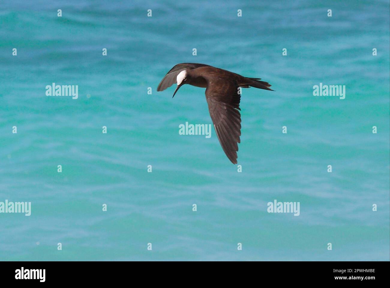 Black Noddy (Anous minutus) adulte, en vol au-dessus de la mer, pêche, île Lady Elliot, Queensland, Australie Banque D'Images