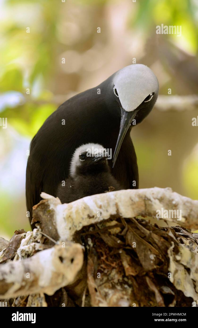 Black Noddy (Anous minutus) adulte avec poussin, au nid sur la branche, Queensland, Australie Banque D'Images