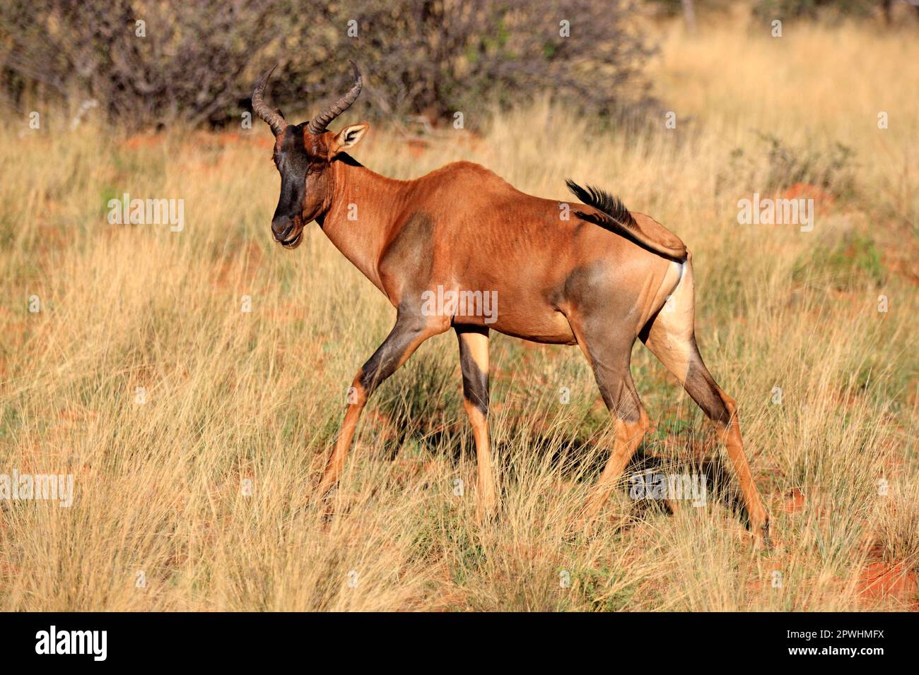 Tsessebe, adulte, réserve de gibier de Tswalu, Kalahari, Cap du Nord, Afrique du Sud, Afrique (Damaliscus lunatus) Banque D'Images