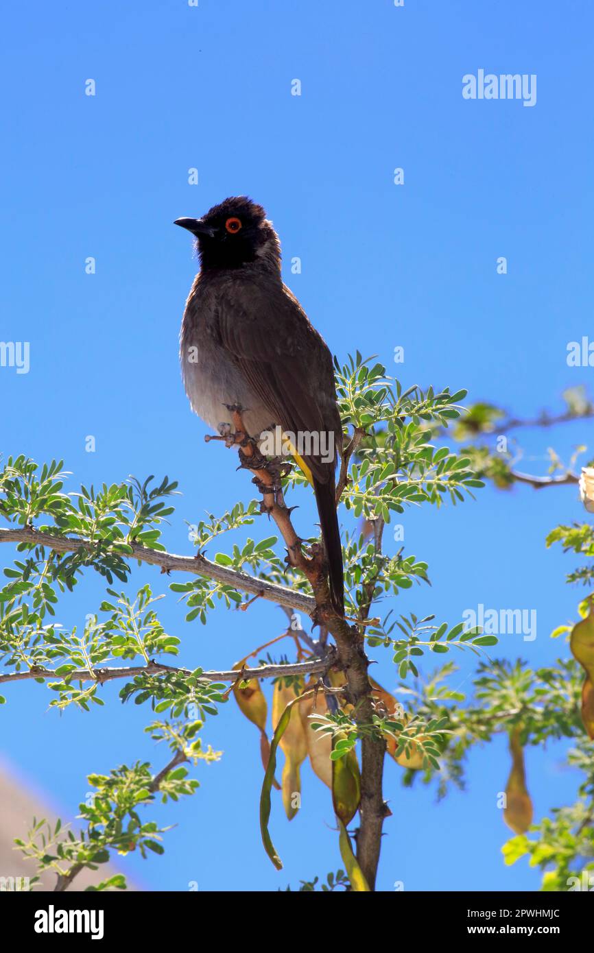 Bulbul africain à yeux rouges (Pycnonotus nigricans), adulte dans la branche, réserve de gibier de Tswalu, Kalahari, Cap Nord, Afrique du Sud Banque D'Images