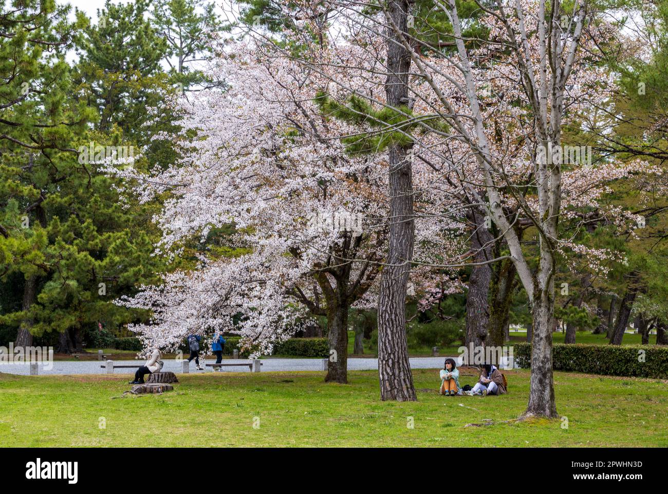 Kyoto, Japon - 25 mars 2023 : les gens apprécient la fleur de cerisier (Sakura) dans le jardin national de Kyoto Gyoen, Kyoto, Japon Banque D'Images