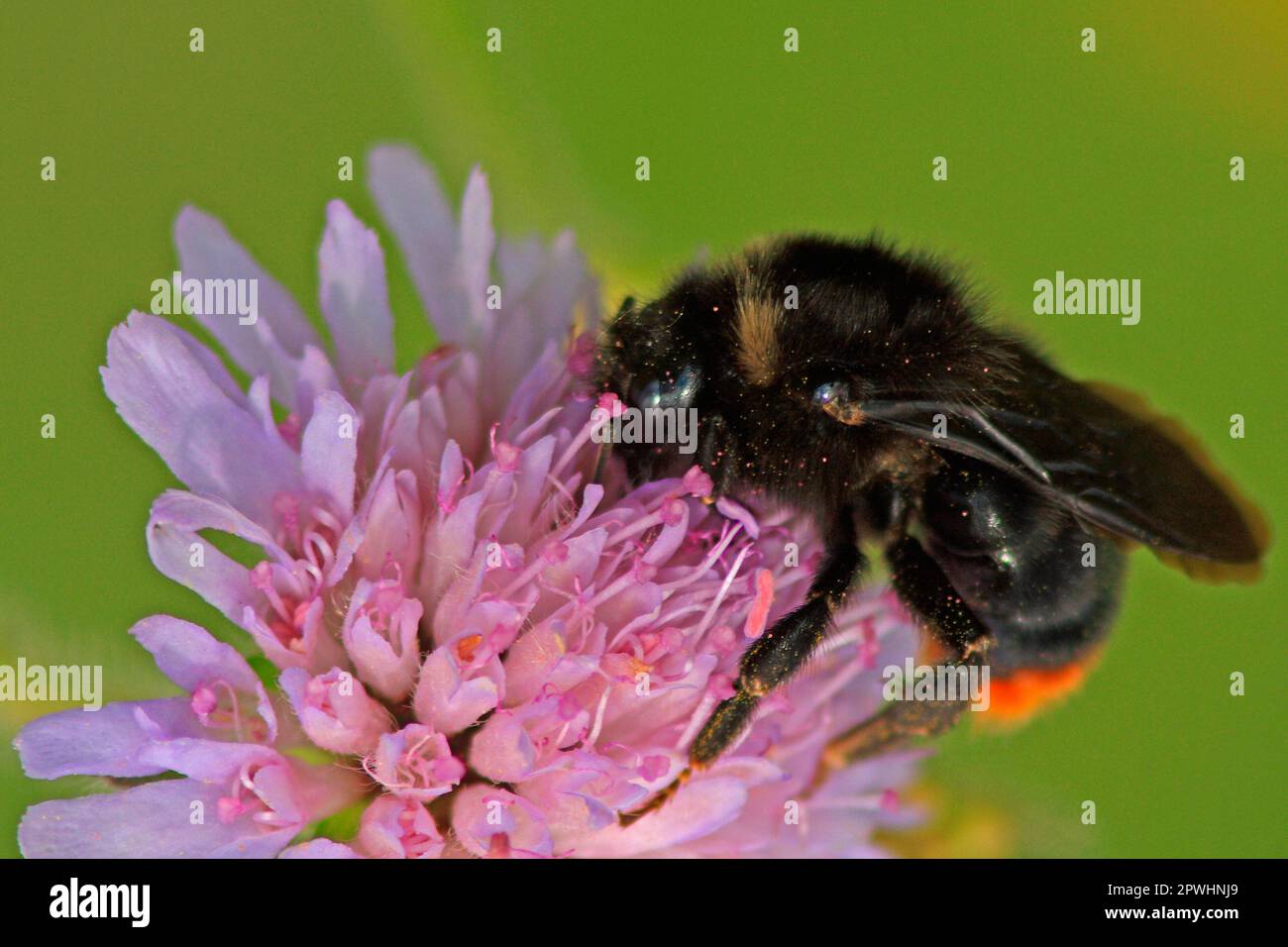 Bumblebee parasite sur la fleur de veuve de champ Banque D'Images
