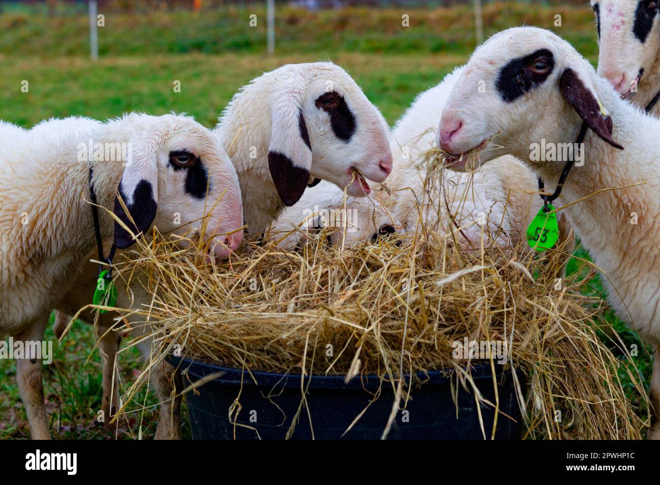 Moutons de Carinthie spectaculaires Banque D'Images