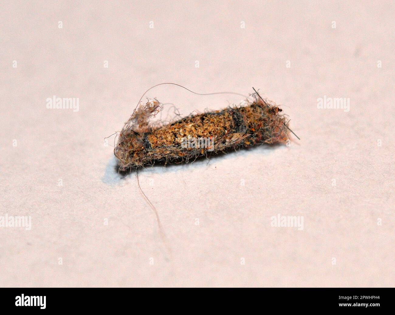 Sac papillon chenille Banque de photographies et d’images à haute ...