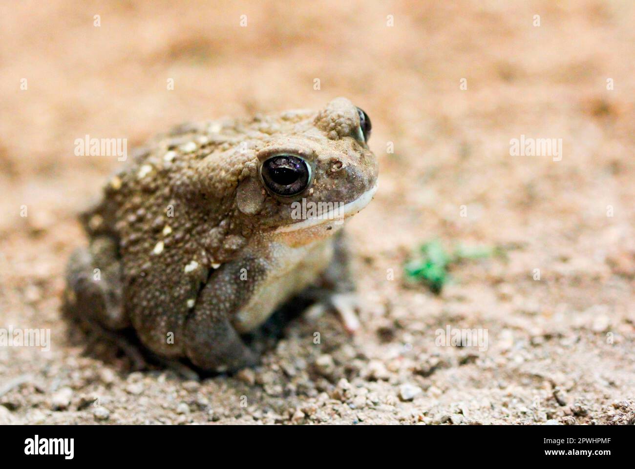 Colorado River Toad Banque D'Images