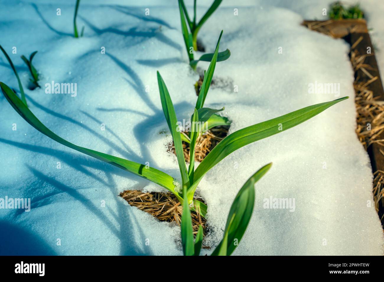 La neige de printemps couvrait les lits du jardin avec de l'ail en pleine croissance. Le cultivar à l'ail résistant au gel pousse par temps froid avec de la neige Banque D'Images