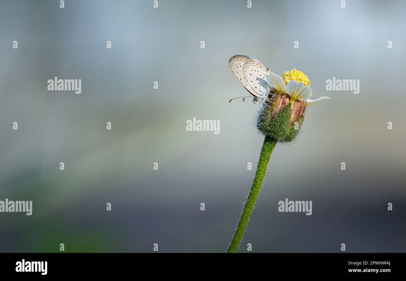 Petit papillon bleu herbe sur fleur sauvage le matin, gros plan et macro avec mise au point douce et bokeh/nature flou d'arrière-plan, insectes en Thaïlande. Banque D'Images