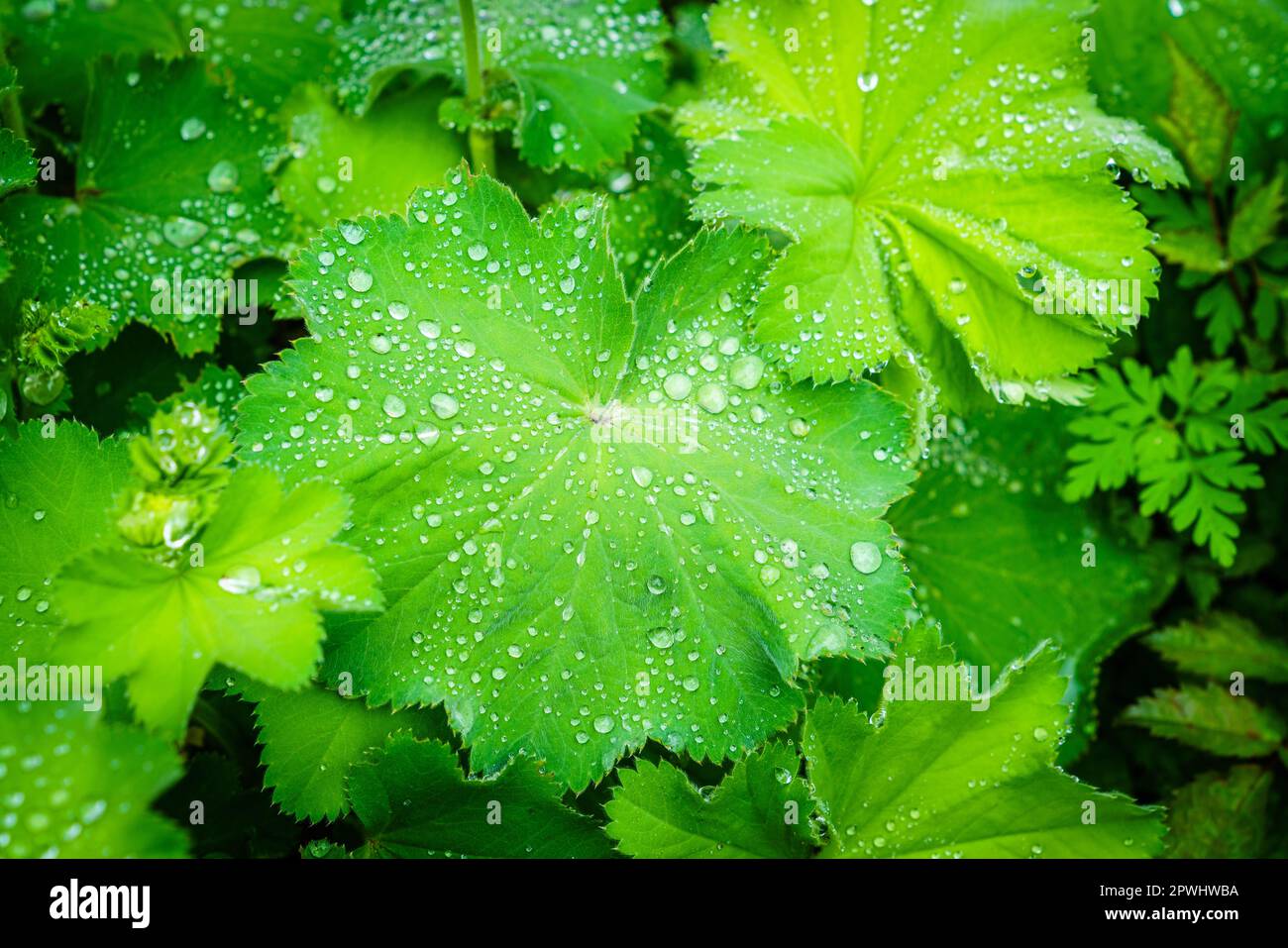 Image en gros plan de feuilles de manteau de Ladys vert frais (Alchemilla vulgaris) recouvertes de gouttelettes de rosée Banque D'Images