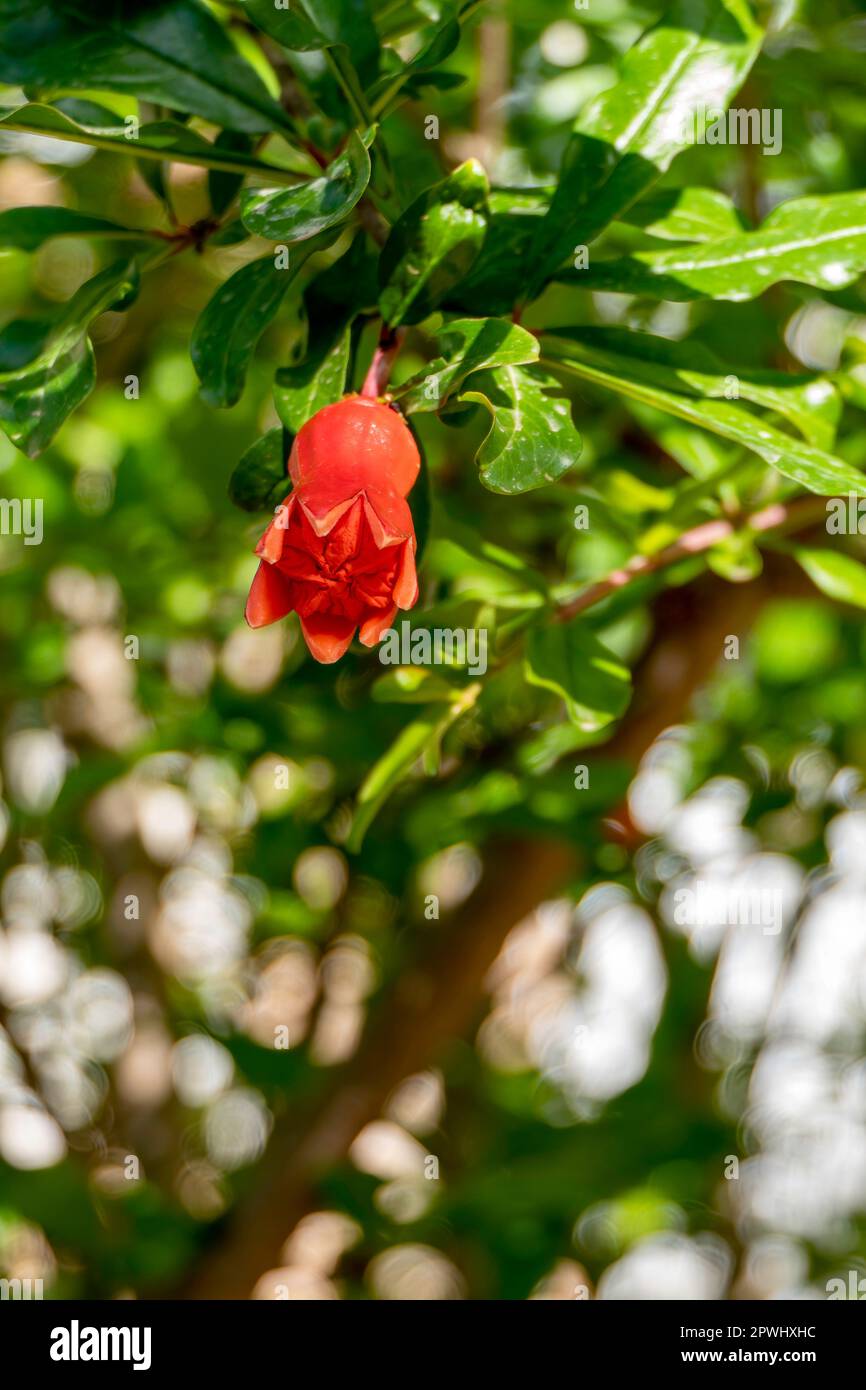 Les fleurs rouges et les bourgeons d'un arbre grenade à fleurs se rapprochent du feuillage vert sur un fond flou Banque D'Images