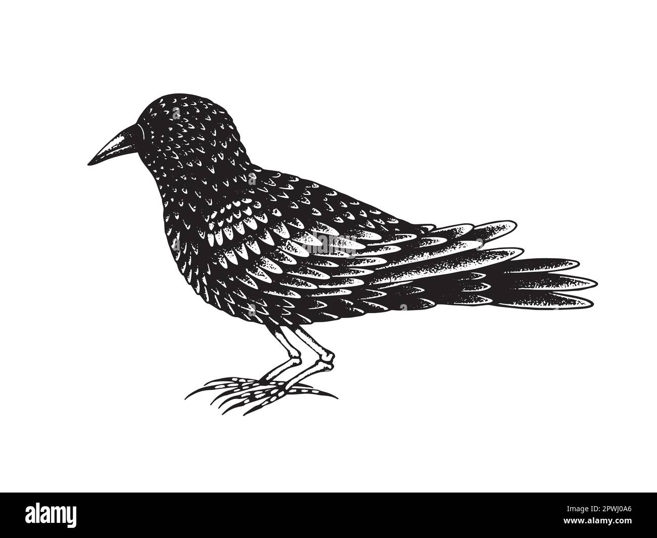 Oiseau noir avec pattes en os Illustration de Vecteur