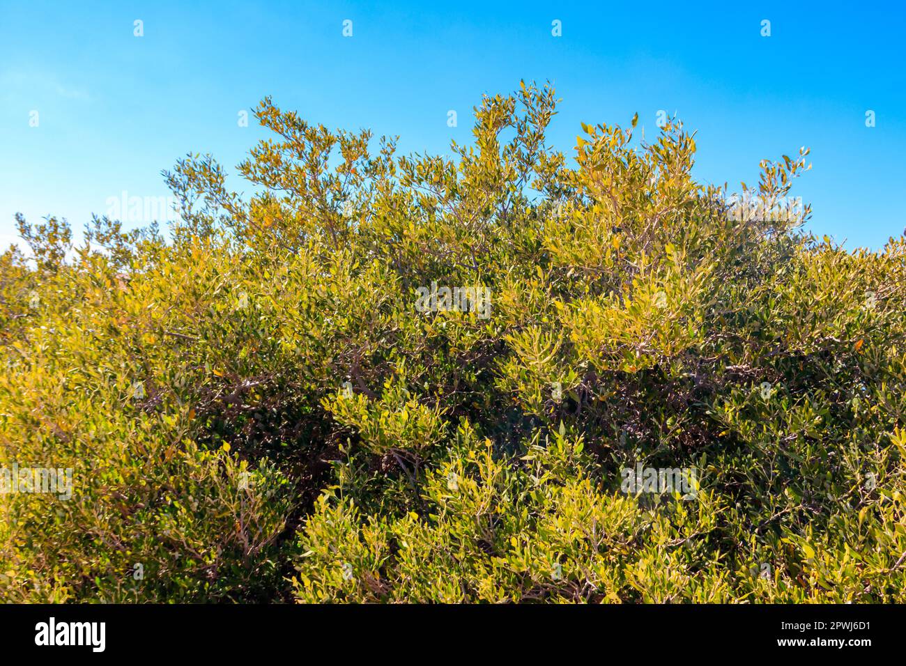Mangroves dans le parc national de Ras Mohammed, péninsule du Sinaï en Égypte Banque D'Images