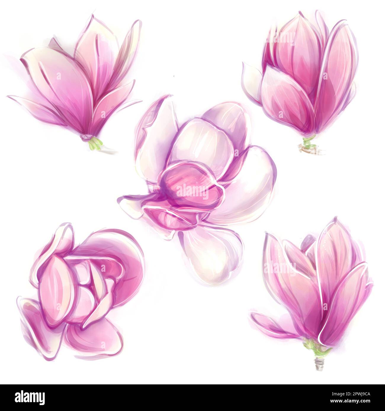 Magnolias aquarelles. Ensemble de fleurs de printemps roses. Clipart dans un style romantique. Banque D'Images