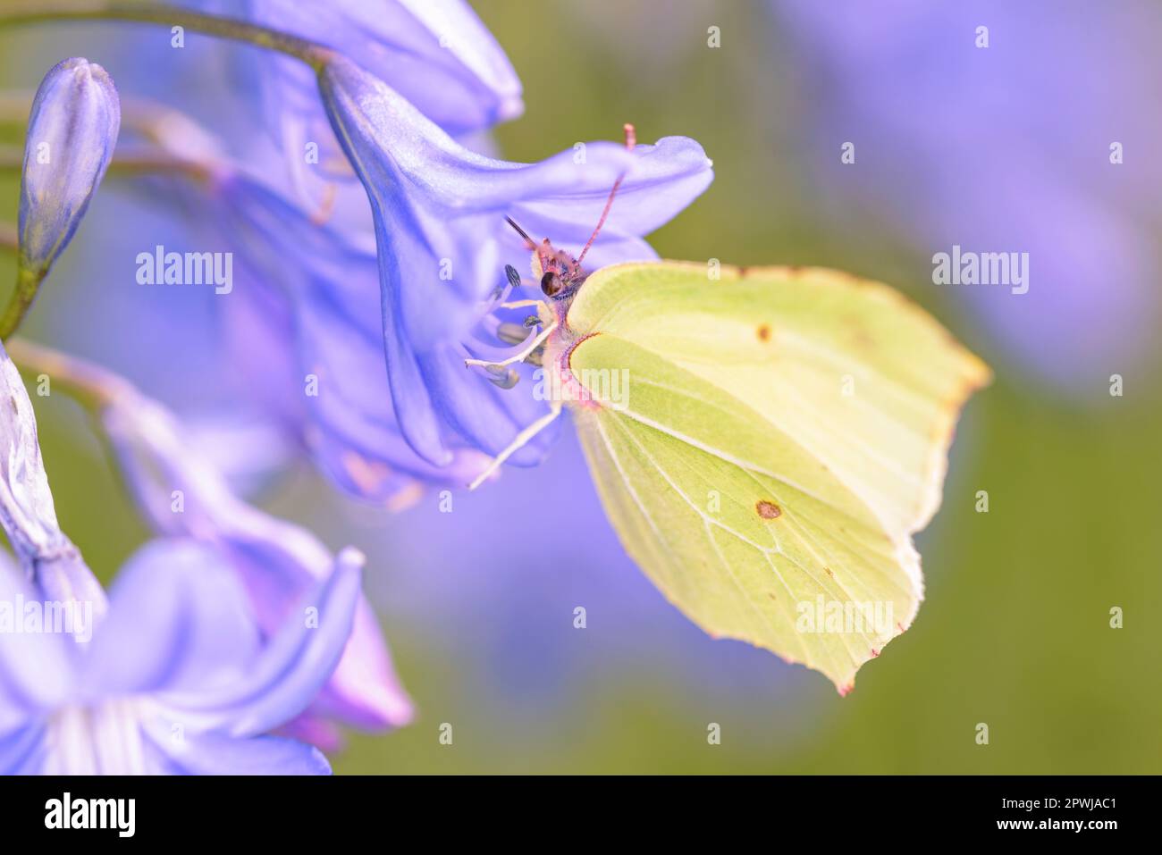 Papillon commun de brimstone - Gonepteryx rhamni suce le nectar avec son tronc de la fleur du Lys africain ou fleur d'amour africaine - Agapanthus ca Banque D'Images