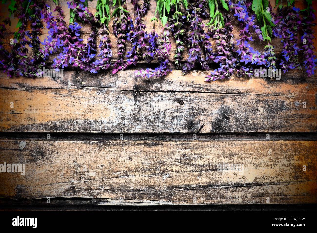 Fleurs de lavande et de sauge sur une table en bois. Planches horizontales de vieux bois foncé avec des fleurs et des feuilles pourpres et bleues autour des bords. ITS Banque D'Images