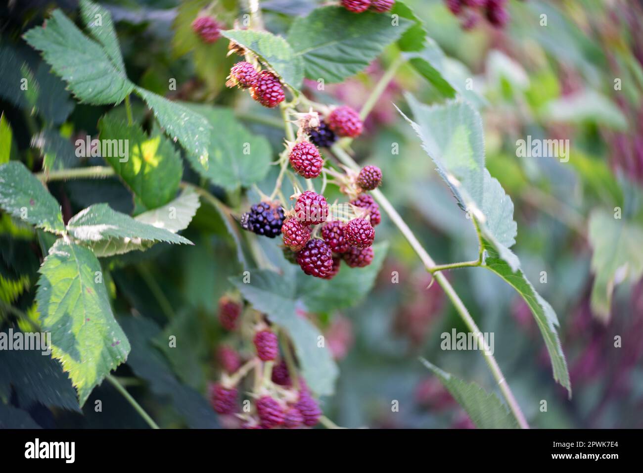 Framboises mûres sur une brousse dans le jardin. Gros plan. Objectif art. Tourbillon bokeh. Concentrez-vous sur le centre. Banque D'Images