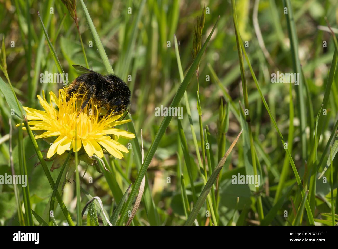 Un bourdon sur la fleur d'un pissenlit Banque D'Images