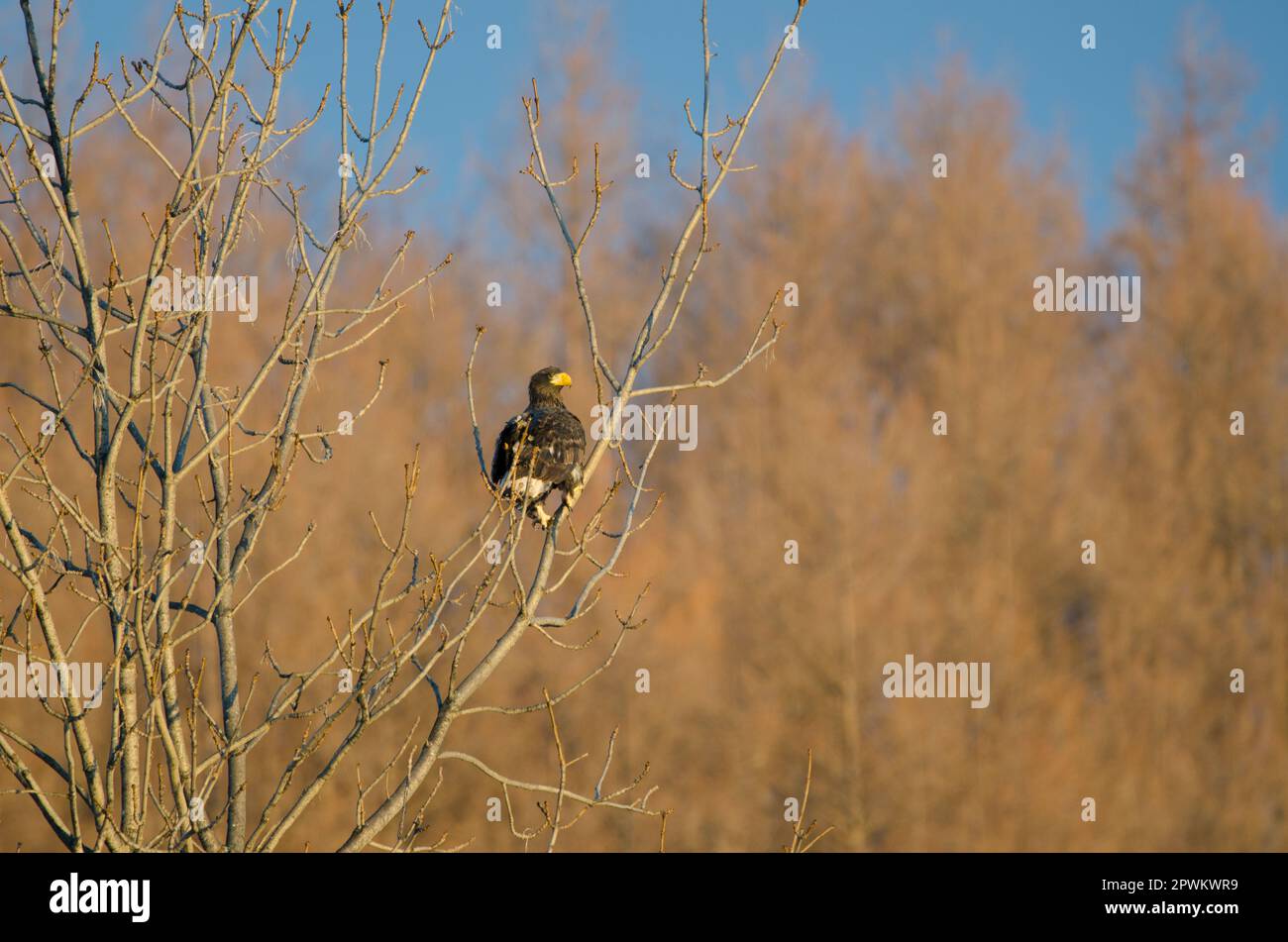 Le jeune aigle de mer de Steller Haliaeetus pelagicus. Kiyosato. Hokkaido. Japon. Banque D'Images