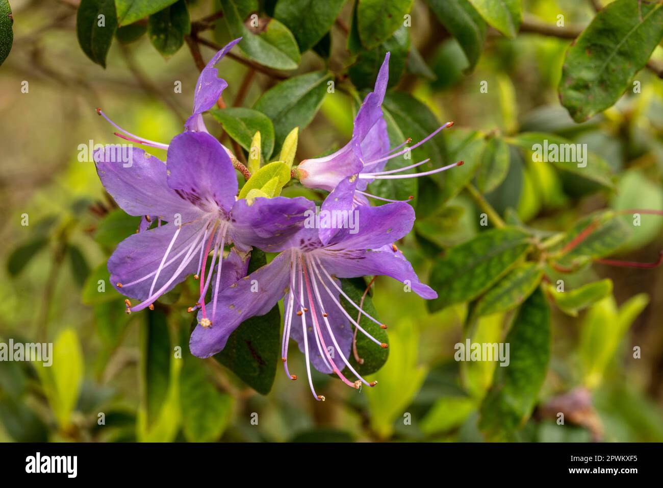 Gros plan sur le portrait naturel de la plante à fleurs de la charmante fleur de Rhododendron 'Sat Tudy' au soleil de printemps Banque D'Images