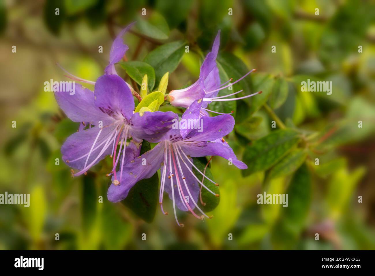 Gros plan sur le portrait naturel de la plante à fleurs de la charmante fleur de Rhododendron 'Sat Tudy' au soleil de printemps Banque D'Images