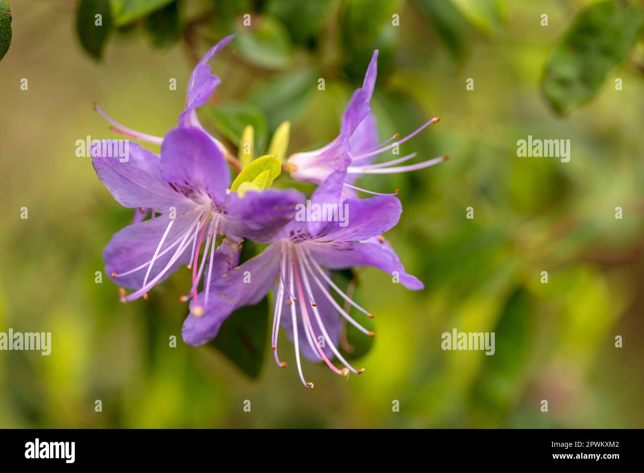 Gros plan sur le portrait naturel de la plante à fleurs de la charmante fleur de Rhododendron 'Sat Tudy' au soleil de printemps Banque D'Images