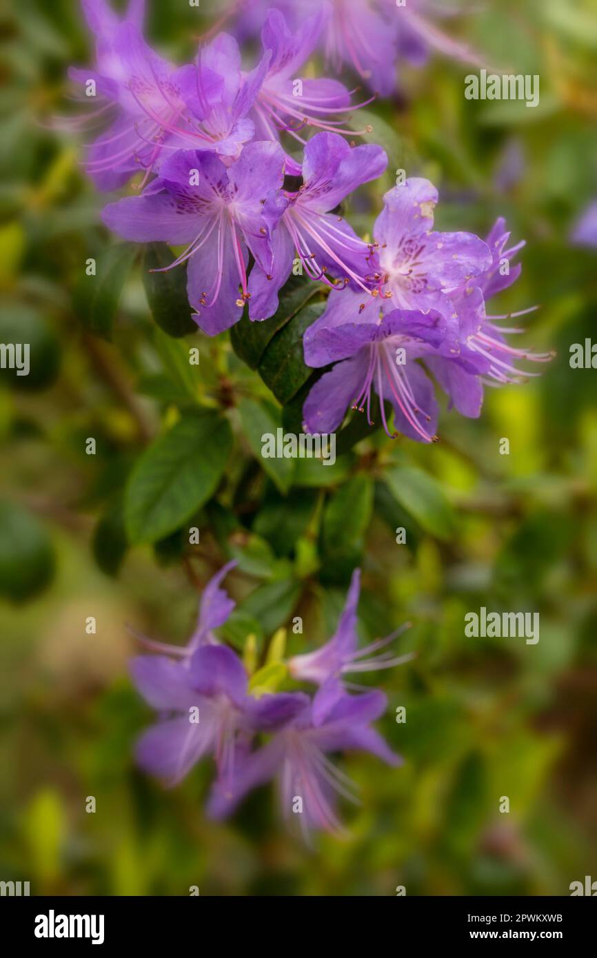 Gros plan sur le portrait naturel de la plante à fleurs de la charmante fleur de Rhododendron 'Sat Tudy' au soleil de printemps Banque D'Images