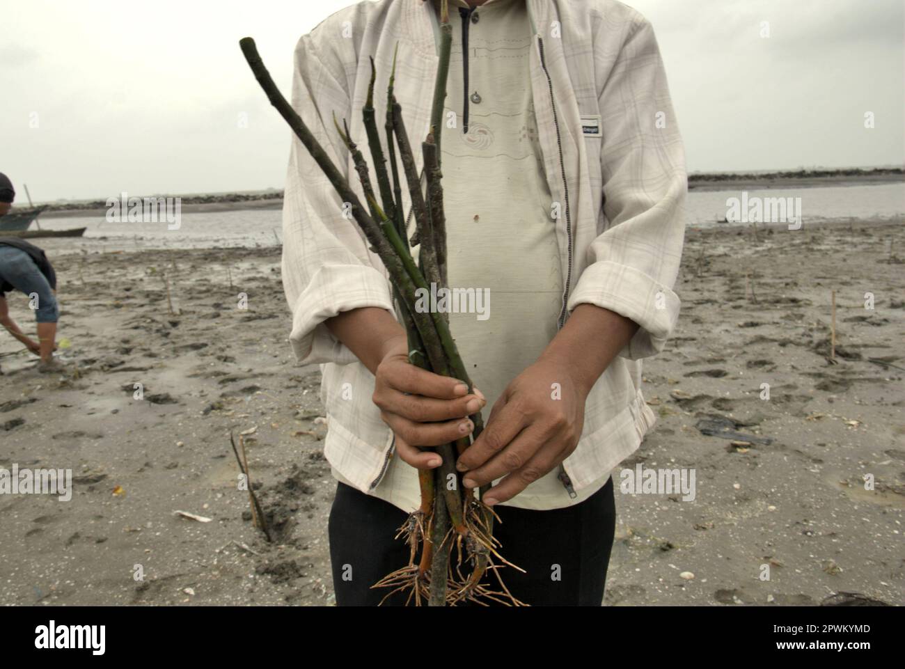 Un villageois détient des graines de mangrove qui sont sur le point d'être plantées, alors qu'il se tient debout sur une plage intertidale pendant un programme de replantation de mangrove dans la zone côtière de Jakarta, dans le cadre d'un événement de sensibilisation et de campagne mené par Walhi (le Forum indonésien pour l'environnement) dans le village de pêcheurs de Marunda à Cilincing, Jakarta Nord, Jakarta, Indonésie. Banque D'Images