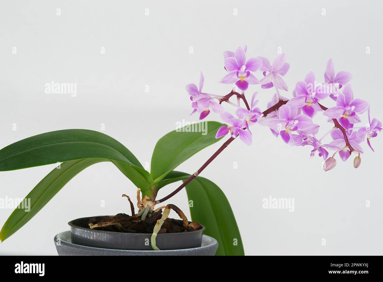 Plante : multiples branches de fleurs sur une seule pointe et des bourgeons d'orchidées de phalaenopsis equestris Banque D'Images
