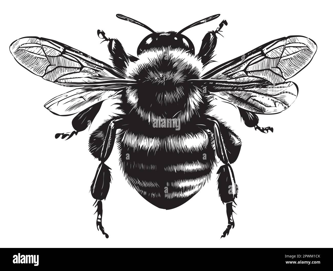 Illustration d'insectes dessinés à la main dans la vue latérale de Bumblebee Illustration de Vecteur