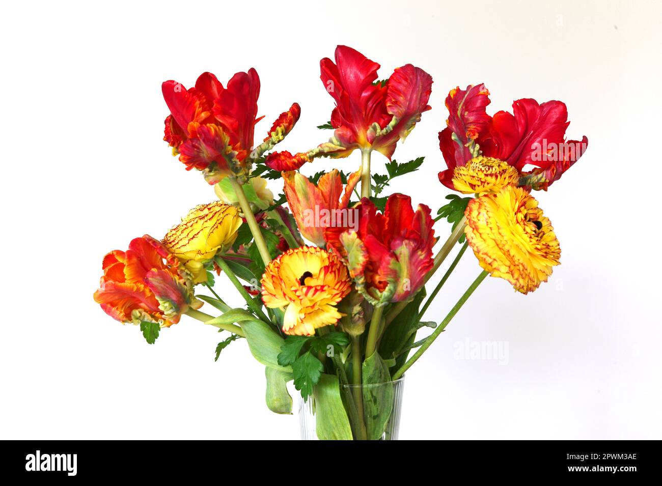 Des fleurs coupées cultivées en Grande-Bretagne avec des tulipes de perroquet et Ranunculus, Royaume-Uni Banque D'Images