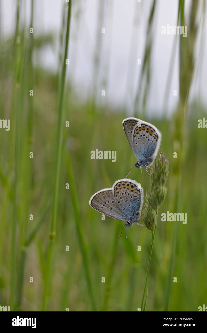 Deux papillons bleus sur une plante dans la nature, dans une paire, sous-visible, bleu commun, ailes fermées Banque D'Images Deux papillons bleus sur une plante dans la nature, dans une paire, sous-visible, bleu commun, ailes fermées Banque D'Images