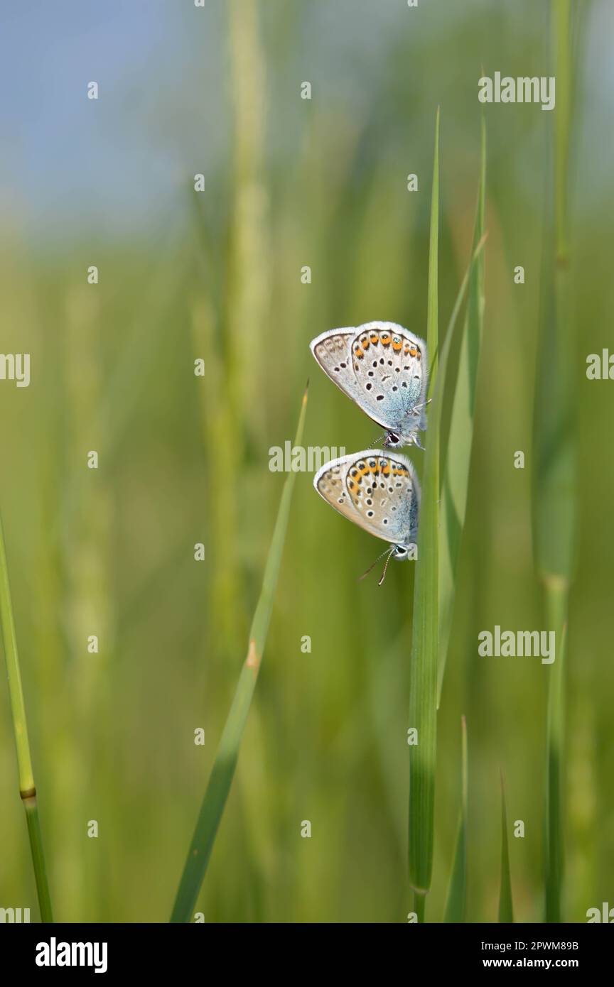 Deux papillons bleus communs sur une plante dans la nature gros plan, macro, au repos, dessous illustré, petit papillon bleu et gris. Banque D'Images Deux papillons bleus communs sur une plante dans la nature gros plan, macro, au repos, dessous illustré, petit papillon bleu et gris. Banque D'Images