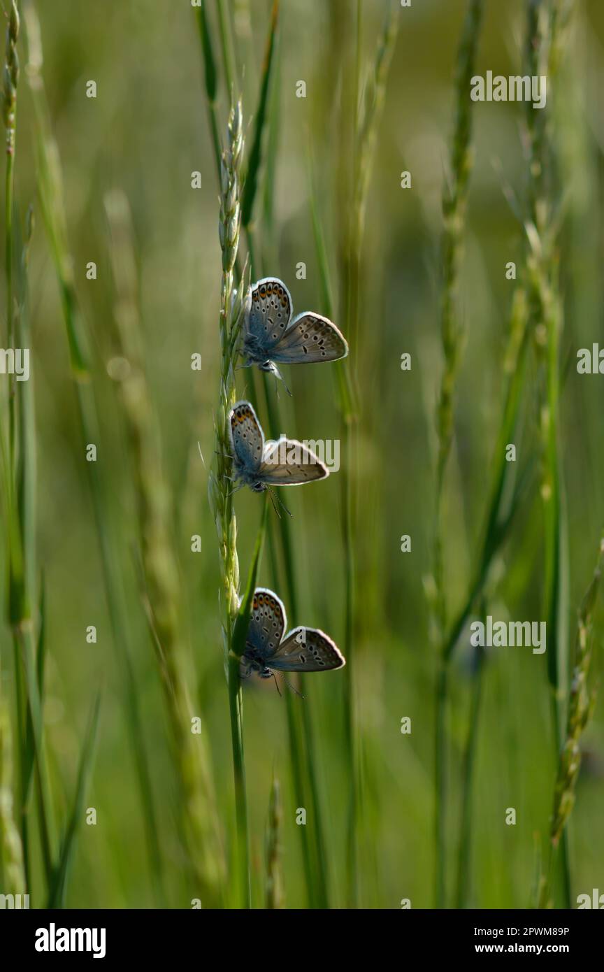 Arbre commun papillons bleus sur une plante dans la nature gros plan, macro, repos, dessous illustré, petit papillon bleu et gris. Banque D'Images Arbre commun papillons bleus sur une plante dans la nature gros plan, macro, repos, dessous illustré, petit papillon bleu et gris. Banque D'Images